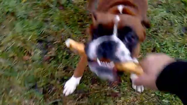 РОЙ-ИГРА С ПАЛКОЙ!РОЮ 1 ГОД! смотреть онлайн