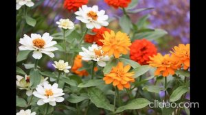 ЗАГОВОР НА КОМНАТНЫЕ ЦВЕТЫ.