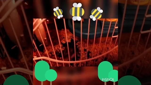 Заселяем белого хомячка с красными глазами!!?