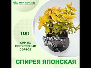 Спирея японская
