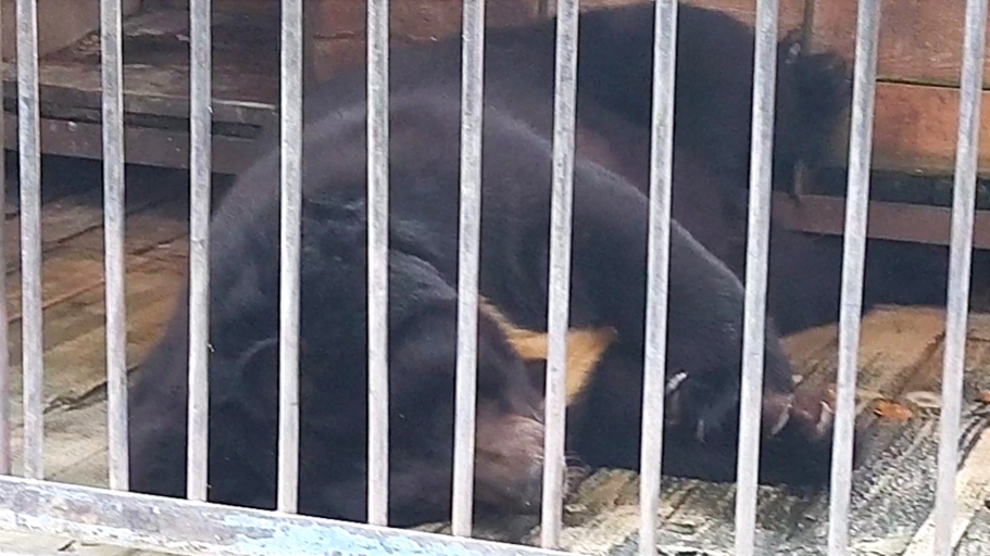 Спят усталые медведи ? Бурый медведь/Уссурийский белогрудый медведь (подвид гималайского медведя)