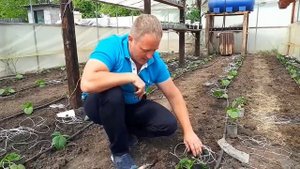 Высадка огурцов в грунт