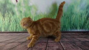 Шотландские рыжие котята из домашнего питомника для Вас.