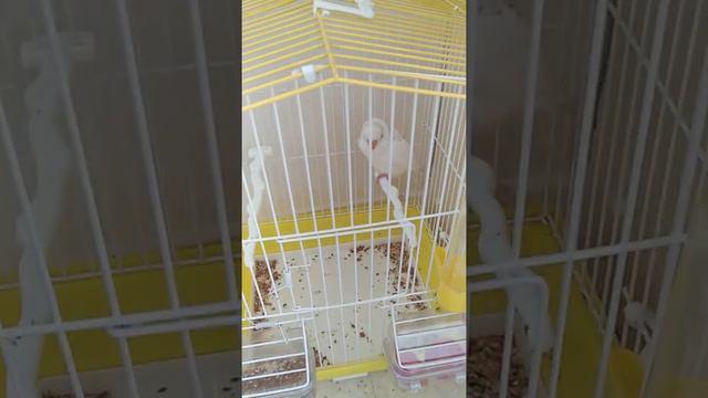 где должна Роспалагатся клетка попугая смотреть онлайн