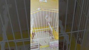 где должна Роспалагатся клетка попугая