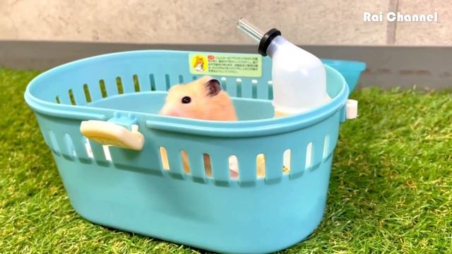 ゴールデンハムスター病気治療の終了 смотреть онлайн