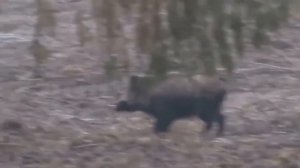 Лучшие выстрелы на охоте лось,медведь,кабан