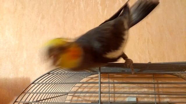 Злой попугай корелла. Смешной попугай корелла) Angry Parrot Cockatiel. Funny Parrot Cockatiel)
