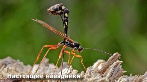 НАЕЗДНИКИ - ПУТЬ В СВЕРХПАРАЗИТЫ. Эволюция перепончатокрылых. Часть 2