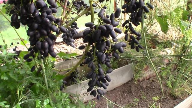 Виноград Чарли - Илья Королев (Московская область) смотреть онлайн