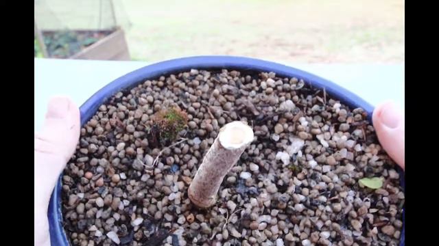 Trunk chopping my Ficus Burt Davyi bonsai tree смотреть онлайн