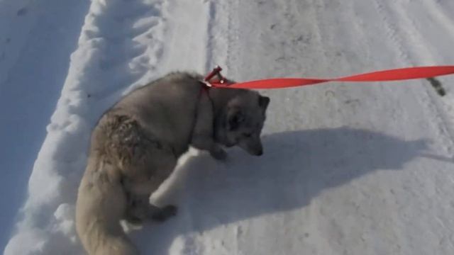 Песец Лунтик первый раз на прогулке в компании Лисички Чарлиза 08 02 21 г смотреть онлайн