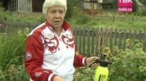 Советы тети Тани. Как подготовить плодовые кустарники к зиме.