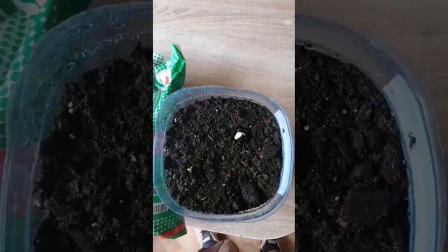 Выращиваем огурцы на подоконнике смотреть онлайн