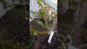 Черешня Ипуть в средней полосе