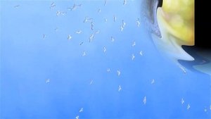 Музыкальная игра "Птицы и ветер"