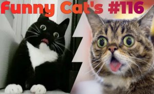Смешные коты #116