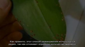 Гиппеаструм — уход в домашних условиях до и после цветения