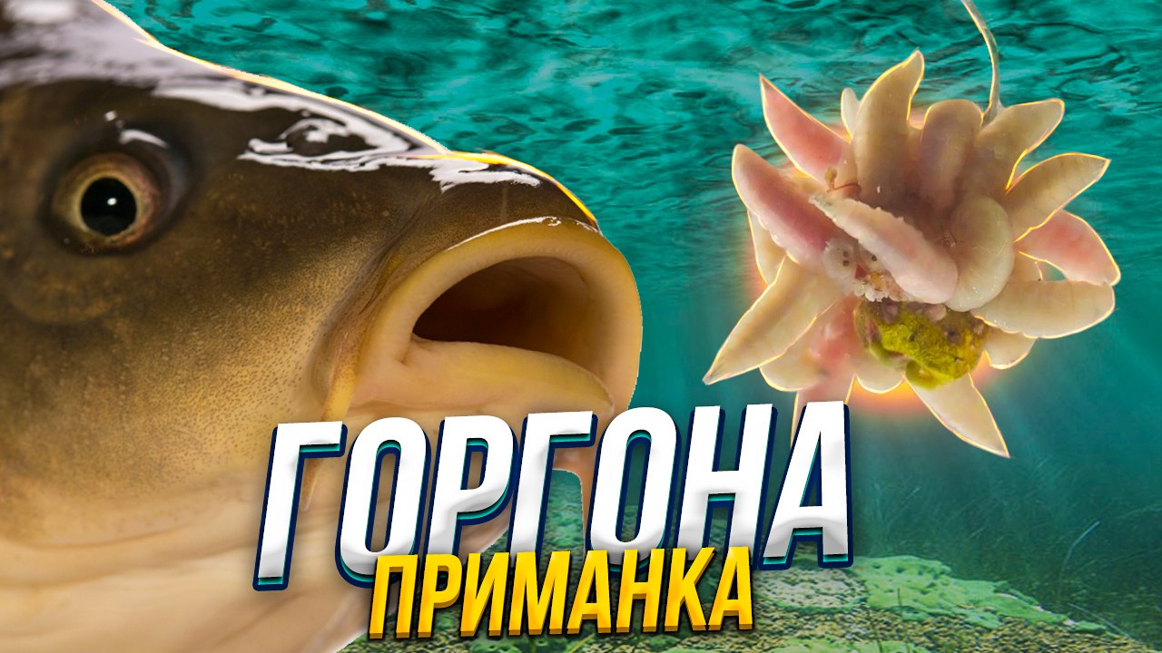новая снасть Горгона !