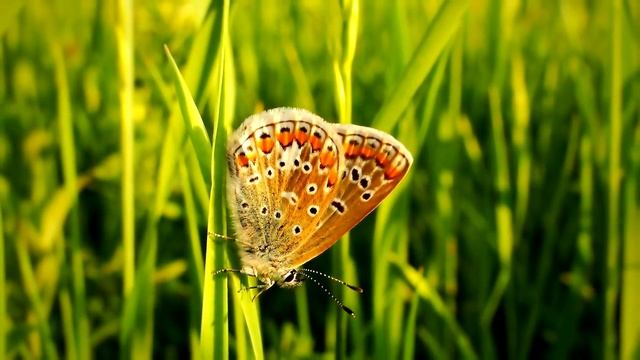 Поклонение, которое гарантировано избавит вас от БОЛИ смотреть онлайн