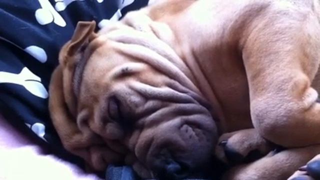 Snoring Shar Pei смотреть онлайн