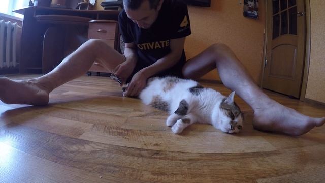 Как правильно постричь когти коту) смотреть онлайн