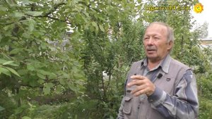 Ода сибиряка яблоне полукультурке