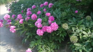 поляна пионов