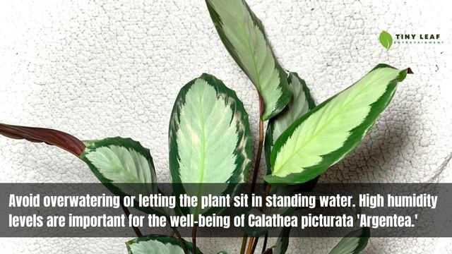 Calathea Picturata 'Argentea' | Calathea Varieties смотреть онлайн