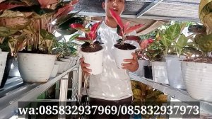 Super promo aglonema ‼️ FREE ONGKIR LAUNCHING NURSERY BARU