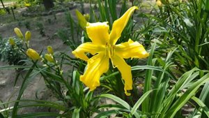 Лилейник Бэн Бачман . Hemerocallis Ben Bachman . Спайдер .