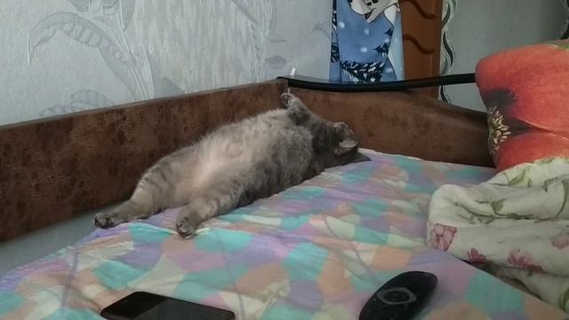 КОТ СПИТ/ТИШКА СПИТ/ПРИКОЛ смотреть онлайн