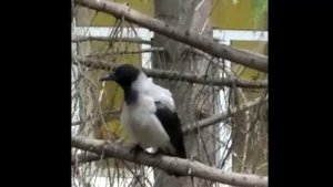 Говорящая ворона.mp4