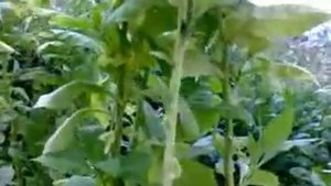 Выращивание табака и подсчет для начинающих табаководов
