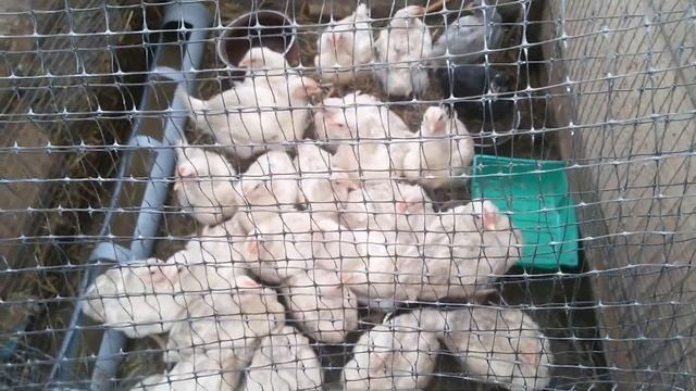 Обзор хозяйства./ КООБ-500/ Мой неудачный опыт/ Вес 0,800 -40 дней!/ Причина?2 октября 2017 г. смотреть онлайн