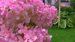 Гортензия Ванила Фрайз. Уникальный проект. Дачные картинки.