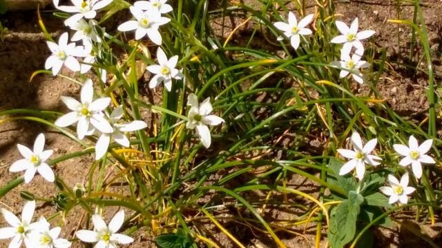 Цветы. Весенние цветы. Ранние весенние цветы. Frühlingsblumen. Spring flowers.