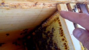 СБОР ПРОПОЛИСА  Как собирать прополис! Technology propolis.