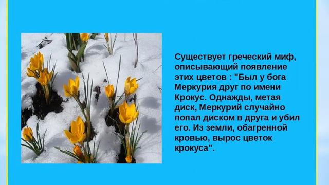 ПЕРВОЦВЕТЫ