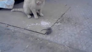 Кот играет с мышкой