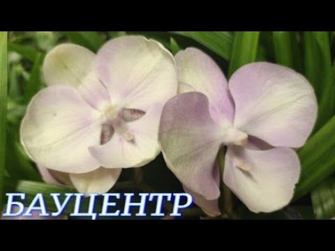 №873/ОБЗОР свежих ОРХИДЕЙ в БАУЦЕНТРЕ