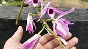 Dendrobium anosmum fma. Superbum 'A Touch of Class'