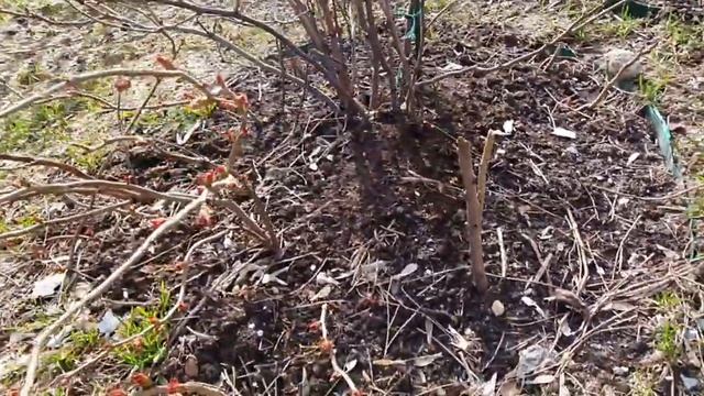 Убийство ландшафта на ул. Широкая, 13к4, Москва