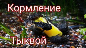 Кормление аквариумных рыб тыквой.