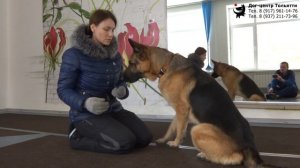 Гудкина Мария и овчарка Грей. Возвращение в тренинг после большого перерыва. Тольятти, 5 марта 2021.