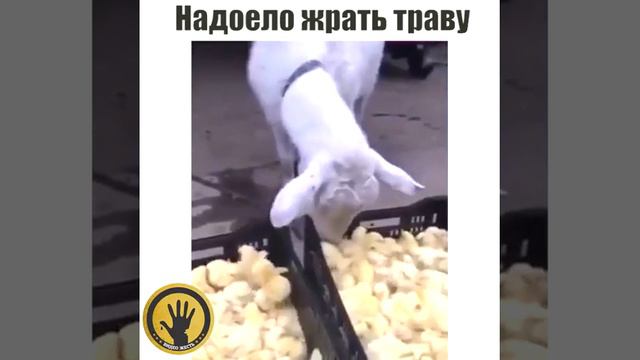 Коза ест цыплят?!!!!!! Жесть посмотрите сами