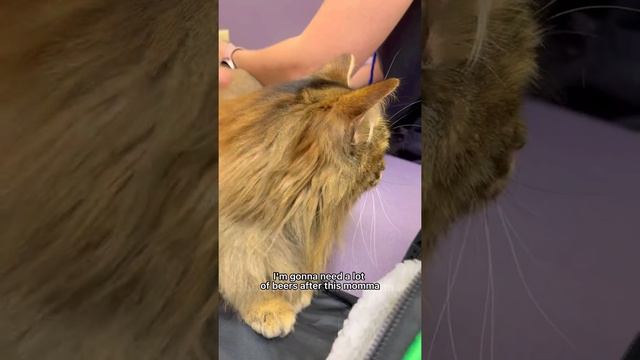 Kitty Soap Opera: Chapter 13... смотреть онлайн