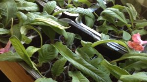 Стрептокарпусы из семян