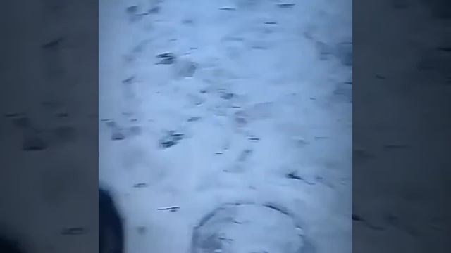 Маленький кусочек счастья Хаски в зимний период смотреть онлайн