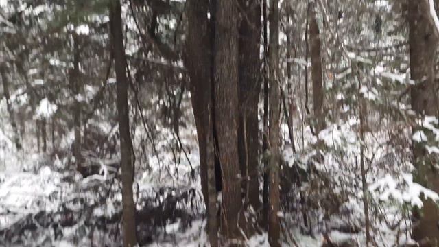 2022.11.04. Дэля лает на соболя. смотреть онлайн